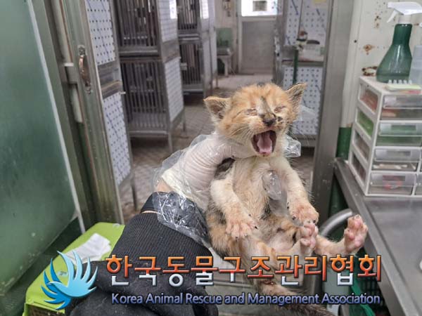 한국동물구조관리협회_441406202401308